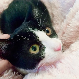 4ヶ月弱ハチワレぽっち