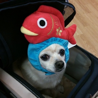 おとなしい性格の子です