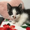 可愛い手のひらサイズの子猫ちゃん、三兄弟