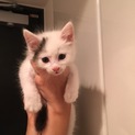 可愛い手のひらサイズの一か月半子猫ちゃん！