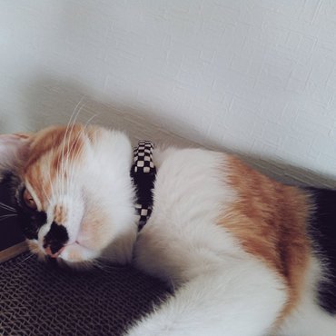 首輪もろたの。かわいいねー