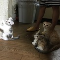 ご縁があり里親さん決まりました！