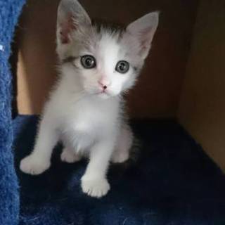 サバトラトビ白のちょびくん男の子