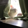 窓際の重鎮