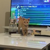 の写真