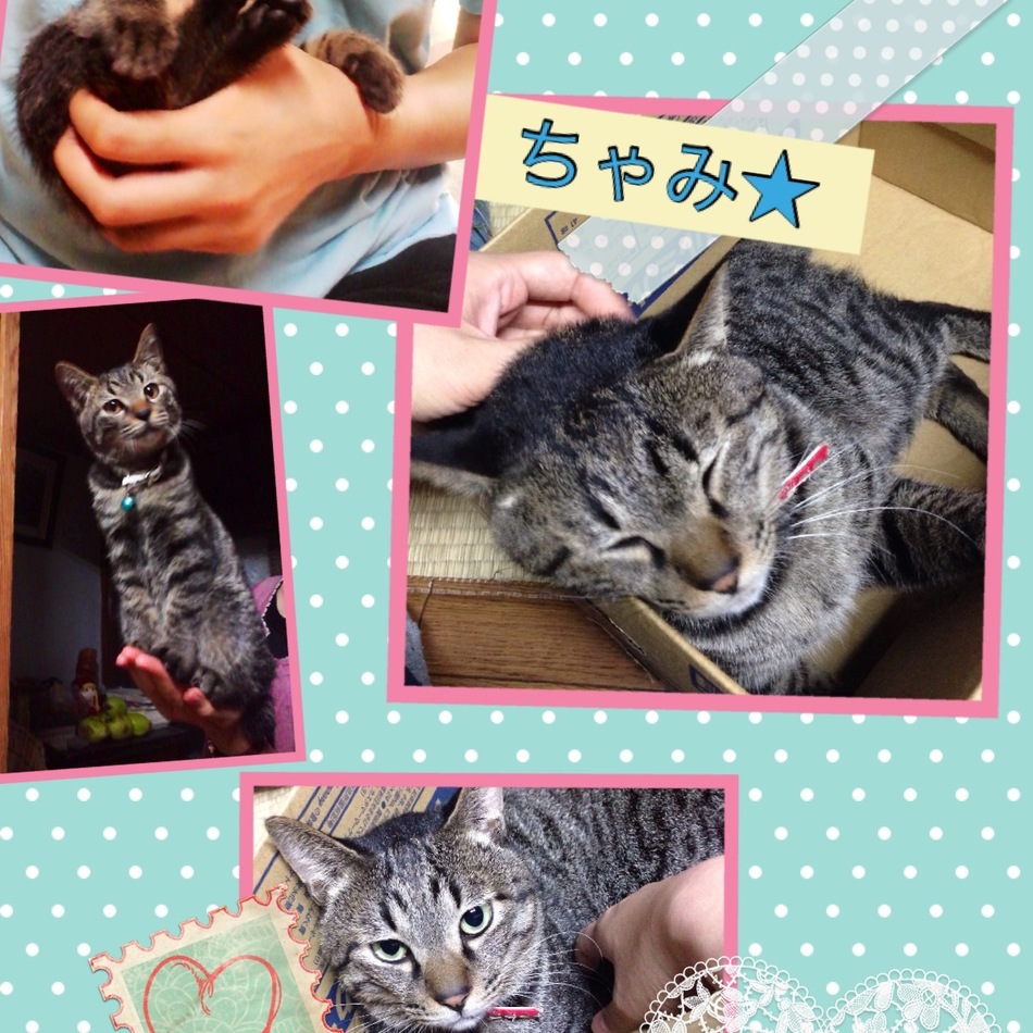 ちゃみのカバー写真