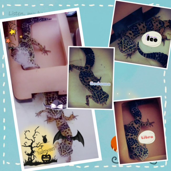 にんにんぽっちのカバー写真