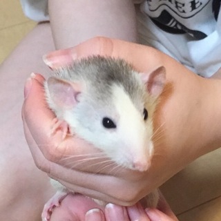 ファンシーラット