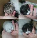 かわいい子猫ちゃん