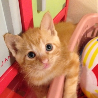 カワイイ★茶トラ女の子★