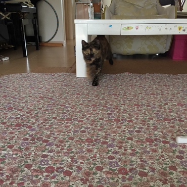 もんじゃの写真