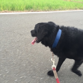 老犬。至急里親募集しています。