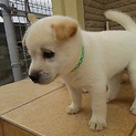 可愛いい  さおりちゃん！1.5か月