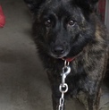 賢い甲斐犬（雑種2歳）里親になってください