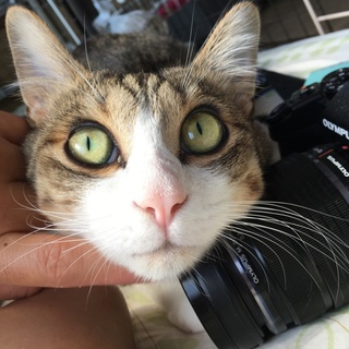 元気いっぱい！生後1年弱のキジ白兄弟。ちはるくん。