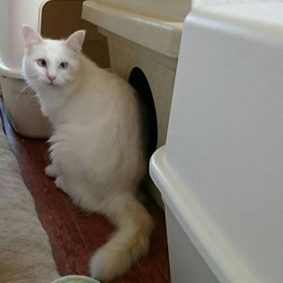 デイジーの家族になってください