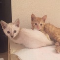 姉妹の子猫 里親募集