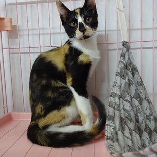 のんびりな性格の三毛ちゃん