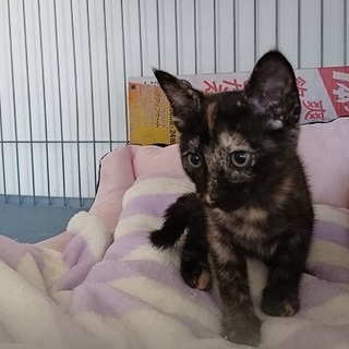 さび猫　ふた葉の家族を募集しています。