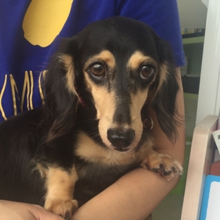 美系で性格はなまる♪可愛いダックス、はおりちゃん