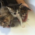 可愛いさかりの3匹の子猫です