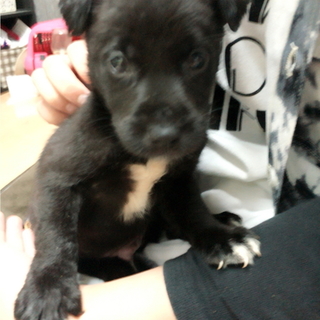 キュートな顔の赤ちゃん(オス)