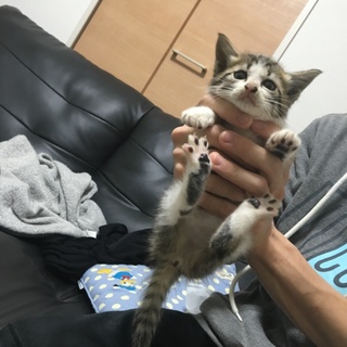 子猫 お願いします