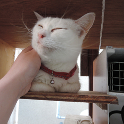 「芽露さんアルバム2」サムネイル3