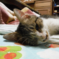 「琥太郎アルバム」サムネイル1