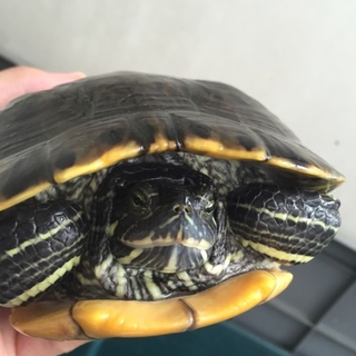 アカミミガメを引き取ってくれる方を募集します