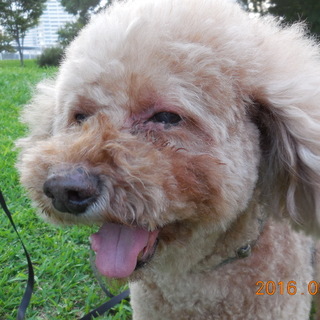 ありがとうございます。里親様決まりました。