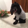 看板犬デビューしました！