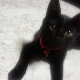 ピーの里親募集