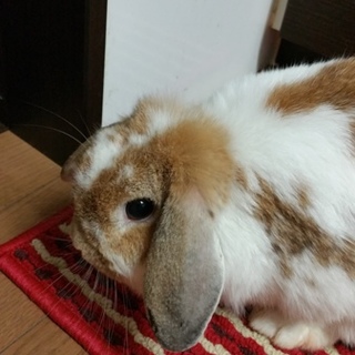 里親募集お願いします