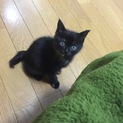 仔猫里親募集【黒×茶ミックス】