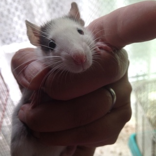 ファンシーラットの里親さま募集中！