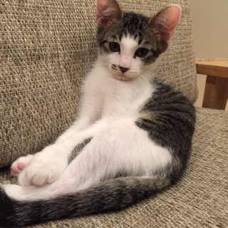 茶色と白のぶち♂＆黒と白のぶち柄♂