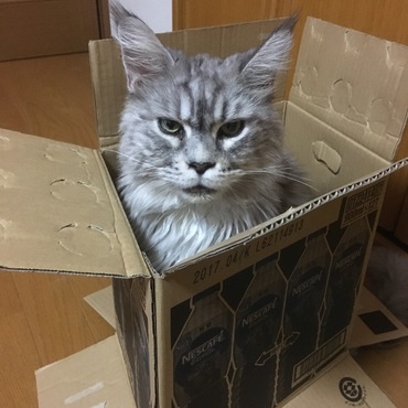 箱入りルナちゃん