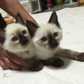 かわいい子猫2匹です。