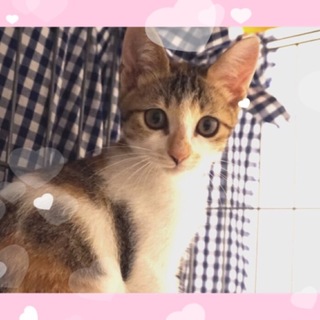 美パステル三毛猫「あんずちゃん」♪