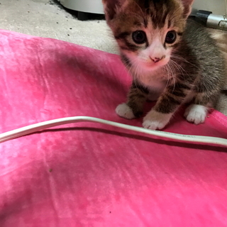 靴下ねこちゃん