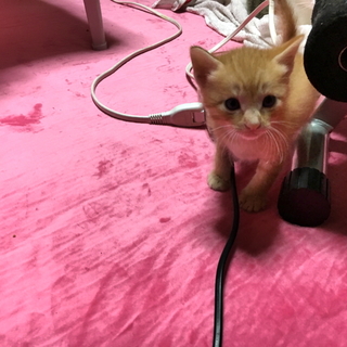 真っ茶色の男の子