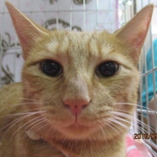 犬のような猫です！甘えん坊な「ぱんぷ」です