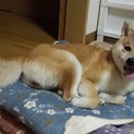 かわいい赤柴犬の女の子です！