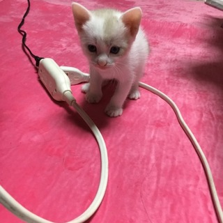 白ときどき焦げ茶