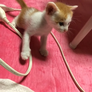 白茶の男の子♂