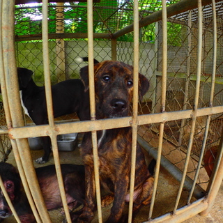 美しい琉球犬　ゴミ捨て場にいます