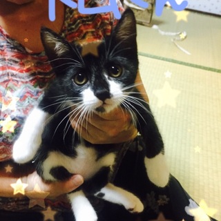 毛がふわっふわのソックス柄☆トムくん