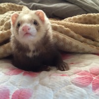 ももこ