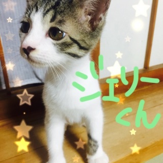 毛がふわっふわの水玉柄☆ジェリーくん